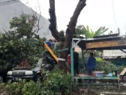 Pohon Tumbang Timpa Mobil di Sukatani