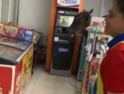 Hujan Guyur Kota Depok, Seekor Sapi Berteduh dalam Mini Market