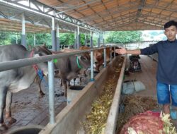 Gegara Sapi Masuk Mini Market, Rizky Beserta Tim Evakuasi Selama 3 Jam