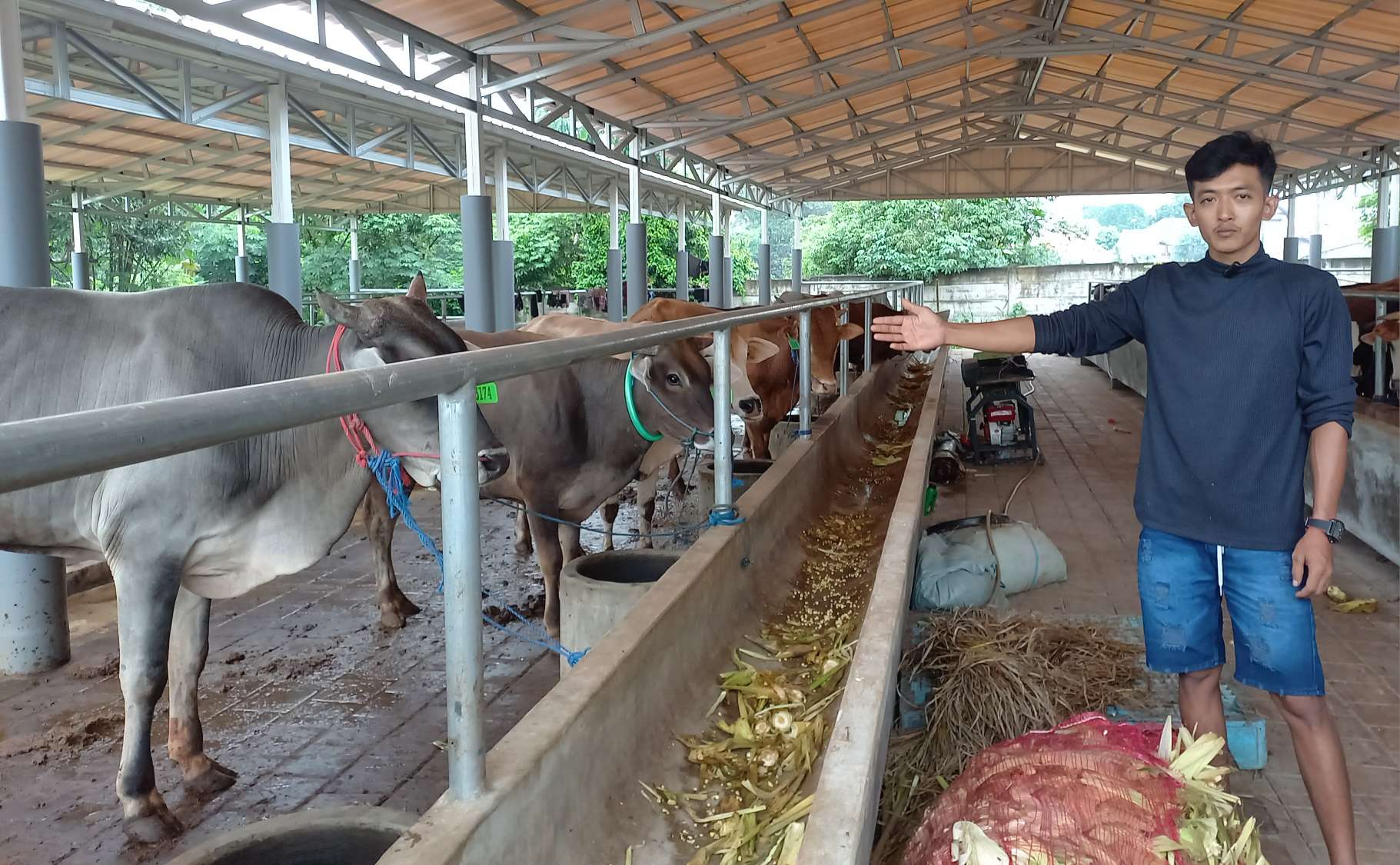 Sapi