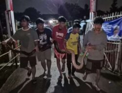 Bikin Heboh Warga Cilangkap, Ular Sanca Sepanjang 2 Meter Berhasil Ditangkap