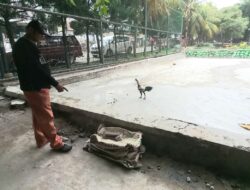 Perbaikan Lapangan Taman Merdeka 2 Tak Layak, Dugaan Korupsi Anggaran Pokir Anggota DPRD Mencuat