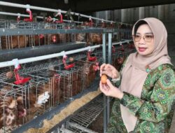 Produktivitas Ayam Petelur IJTI Depok Capai 70 Persen, Inneke: Ini Sangat Baik