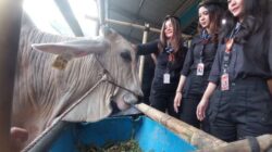 Sapi