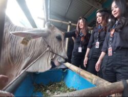 Kepincut Aroma Sapi, Andina Jadi “Pramugari” Mall Hewan Qurban Haji Doni