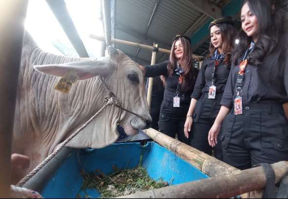 Sapi