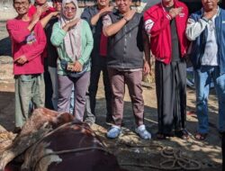 Hari Raya Idul Adha 1447 H, DPC PDI Perjuangan Kota Depok Sembelih Hewan Kurban